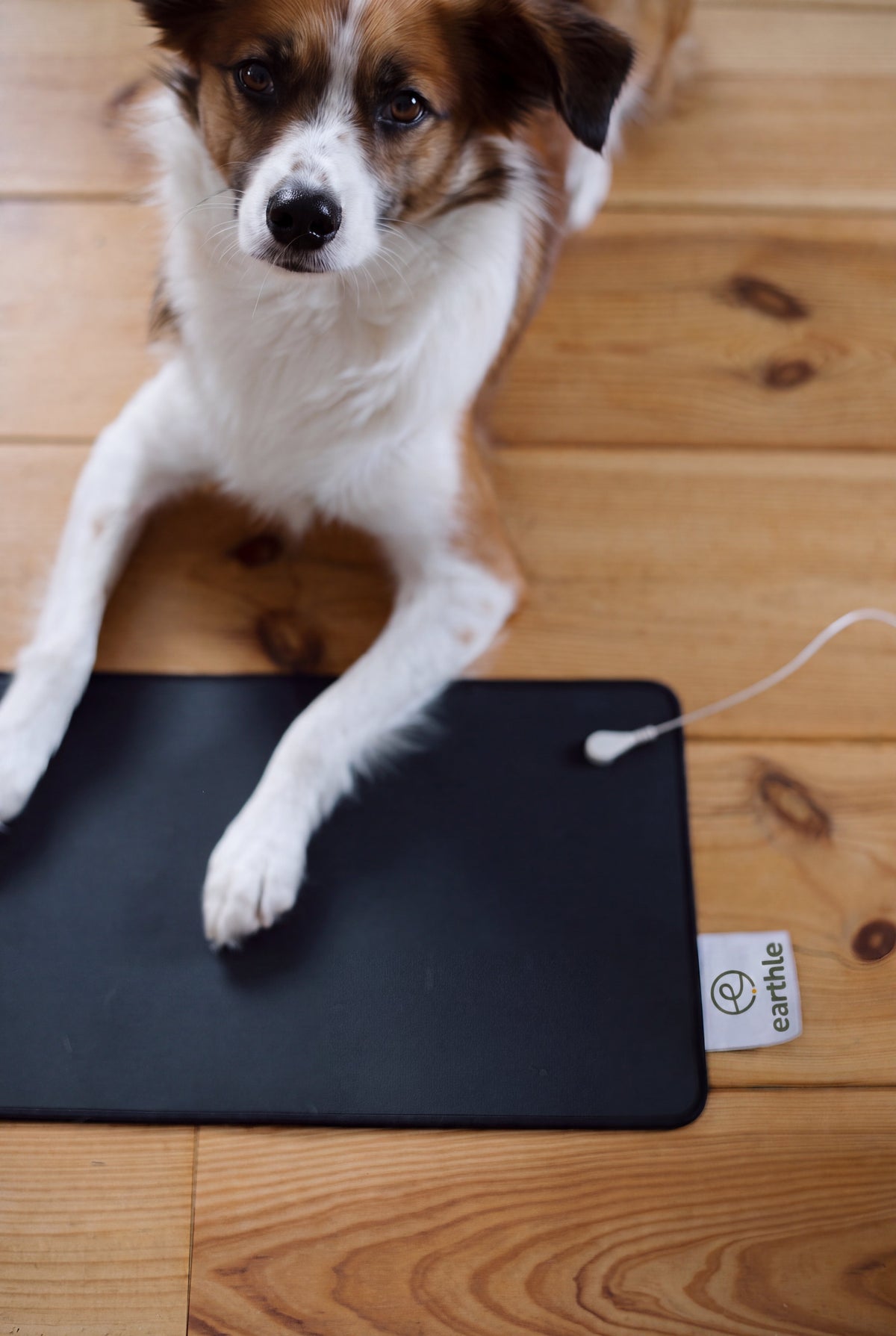 Hond met zijn poten op de Earthle aardingsbureaumat op een houten vloer